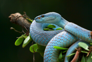 The lesser Sunda viper on a tree branch