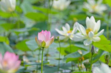 インド原産の蓮