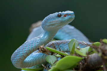The lesser Sunda viper on a tree branch