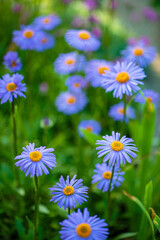 Fototapeta premium blue daisy in the garden