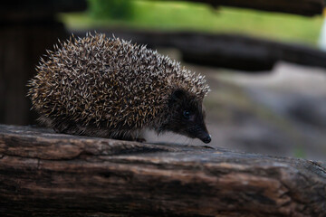 Wild, native, European hedgehog in natural woodland habitat. Scientific name: Erinaceus Europaeus....