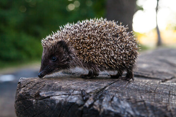 Wild, native, European hedgehog in natural woodland habitat. Scientific name: Erinaceus Europaeus....