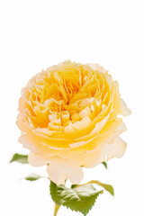 fresh rose on the white background
