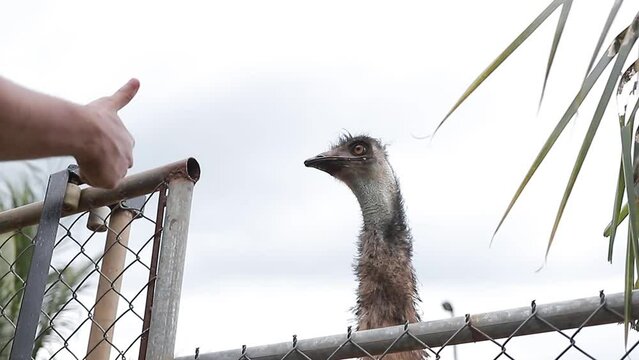 Dromaius novaehollandiae (emú) en finca comiendo de la mano de una persona. plano cercano.