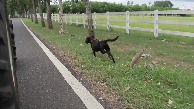 captura de perro negro hermoso corriendo cerca de la camara en finca familiar.