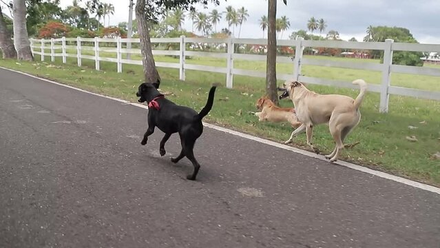 captura de perros corriendo feliz en finca familiar.