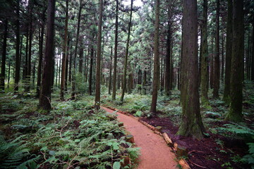 Obraz premium mossy trees in cedar forest