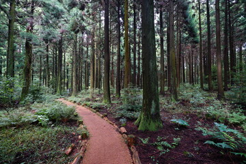 mossy trees in cedar forest
