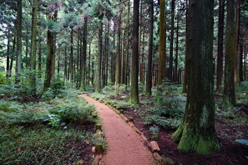 Fototapeta premium mossy trees in cedar forest