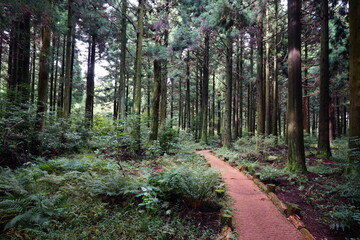 cedar forest in the gleaming sunlight