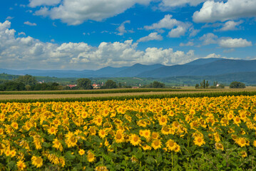 Sonnenblumenfelder in Elsass