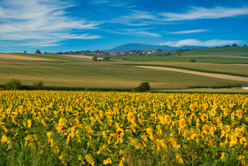 Sonnenblumenfelder in Elsass