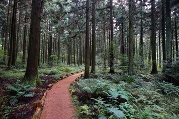 Obraz premium fine pathway through cedar woods