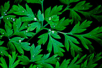 Dark Green Leaves