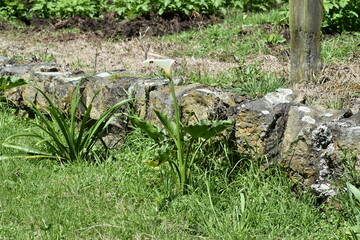 grass and flowers