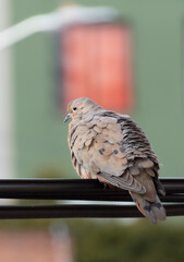 Dove perched on cables with buildings in the background.