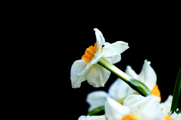 Daffodils3