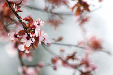 Cherry Blossoms