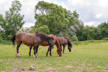 Obraz na płótnie Canvas grazing horses on a sunny day