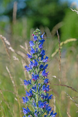 Blühender blauer Natternkopf, Echium vulgare