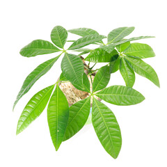 観葉植物、お金を生み出す樹として知られるパキラの葉【白背景】