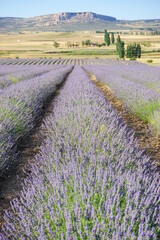 Campo de lavanda en Espa&ntilde;a