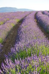 Campo de lavanda en España