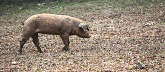 Freilandschwein bei der Futtersuche