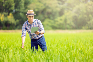 Naklejka na ściany i meble Asian male farmer thinking and using tablet, standing in rice field to store information, Studying to development of rice varieties in the rice field feeling serious thinking and determinated. 