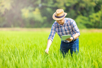 Naklejka na ściany i meble Agricultural engineering innovation modern technology. Asian man farmer using Tablet diagnosing, checking on plants health, smiling, happily at the produce from his rice farm.Rice swinging in the wind