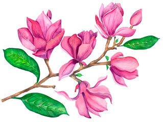 Pink magnolia watercolor. Isolated illustration of a pink magnolia branch on a white background.