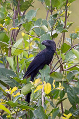 Smooth-billed Ani (Crotophaga ani), in a bush, Pouso Alegre, Mato Grosso, Brazil.