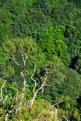 Top view of the forest overcrowded with trees