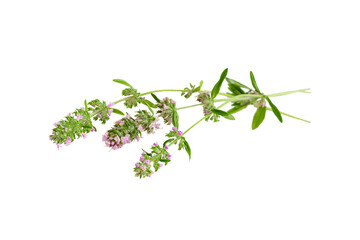Fresh sprigs of thyme on a white background. Fragrant blossoming herb mother-of-thyme leaves with lilac flowers isolated. Natural herbal medicine, fragrant spice, culinary ingredient.