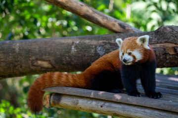 Red Panda, Ailurus fulgens. Reddish-brown fur with a black belly and legs