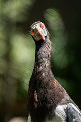 Black stork (Ciconia nigra) standing, head shot.