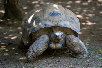 African spurred tortoise full body.