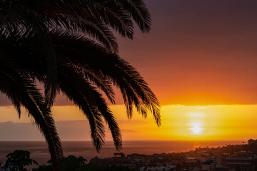 Fototapeta premium Beautiful colorful sunset sky with silhouette palm trees in the foreground on Costa Adeje beach on Tenerife, Canary Islands, Spain, Europe, EU. Vacation vibes on touristic island in the Atlantic Ocean