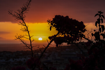 Beautiful colorful sunset sky with silhouette exotic flowers in the foreground on Costa Adeje beach...