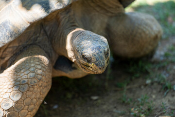 Naklejka premium African spurred tortoise head shot.