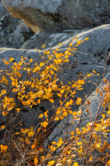 Twigs with yellowed leaves against the background of rocks. Autumn season. Shallow depth of field and blurry background. Plant close-up.