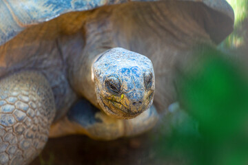 African spurred tortoise head shot.