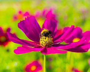 bumblebee collects pollen from a purple cosmos flower on a green meadow on a warm summer day