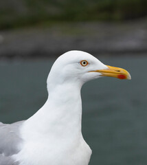 Closeup of a seagull in Norway