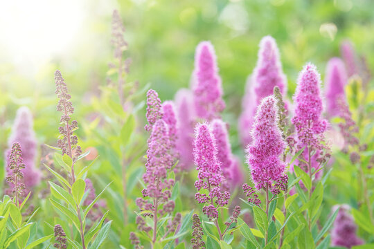 Kolbenspiere Triumphans - Spirea billardii