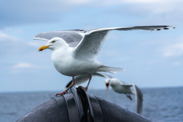 Seagull fighting for a spot on a boat