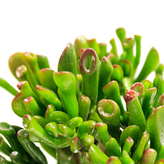 多肉植物、宇宙の木（クラッスラ・ゴーラム）の葉【白背景】