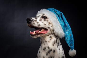 Portrait of a Dalmatian dog in a Santa Claus hat, highlighted on a black background.