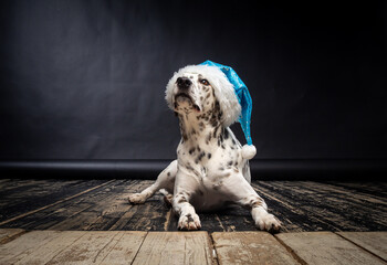 Portrait of a Dalmatian dog in a Santa Claus hat, highlighted on a black background.