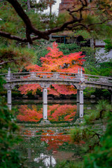 もみじ 紅葉 momiji maple 京都 kyoto 日本 japan 秋 autumn autumnleaves 風景 和 和風